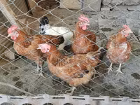 Chickens — عکس 1