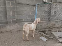 Koza, Kamori goats — zdjęcie 7