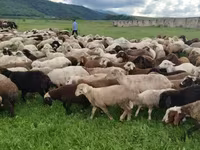 Ido, Sheep — sawirka 3