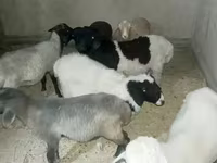 Widder, Rhon sheep — Foto 1