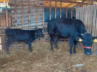 Lembu betina, Cattle — foto 2