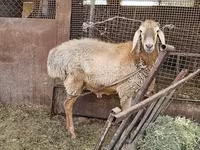 แกะตัวผู้, Arashan sheep — รูปภาพ 2