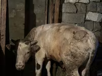 Boğa, Sığır — foto 7