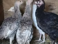 Turkeys — 照片 3