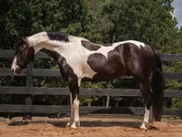 ცხენი, Friesian — ფოტო 5