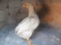 Chickens — عکس 2