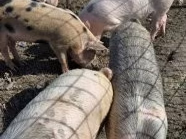 Eber, Schweine