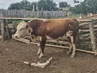 Tyre, Simmental cattle — foto 1