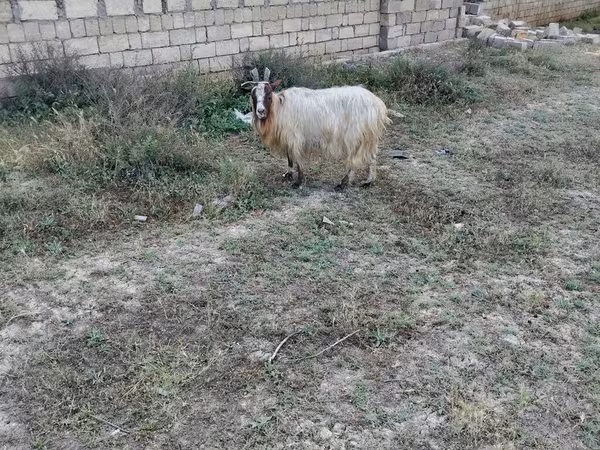 تيس, الماعز