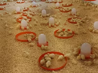 Chickens — picha 2