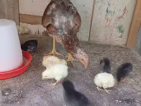 Chickens — sawirka 4