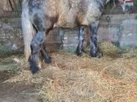 Kůň, Koně — foto 4