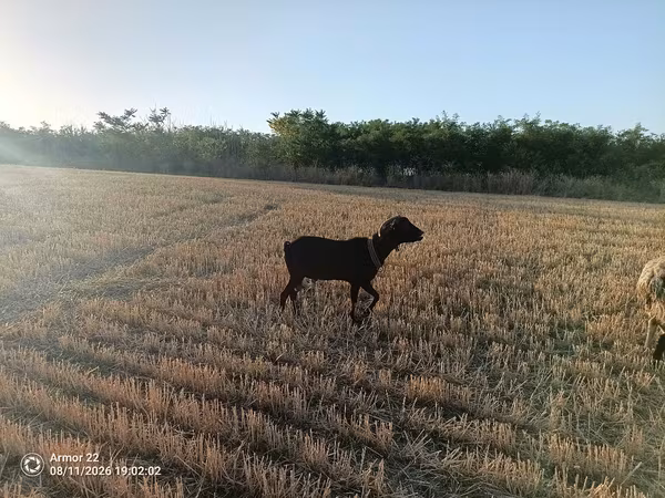 Buk, Murcia-Granada goats