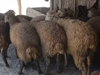Wad, Sheep — sawirka 8