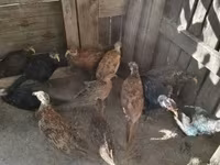 Guinea fowl — 3 зураг