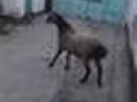 Ram, Sheep — photo 5
