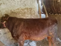 Lembu jantan, Cattle — foto 2