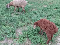Biri-biri betina, Sheep — foto 4