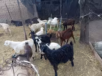 Kozel, Pomellata goat — foto 2