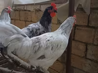 Australorp — Foto 1