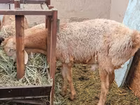 숫양, Arashan sheep — 사진 2
