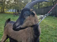 Koza, Alpine goat — foto 5
