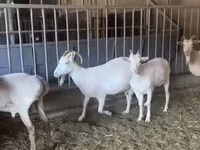 Goat, Pomellata goat — photo 4