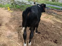 گاو ماده, Russian Black pied cattle — عکس 2