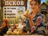 Krowa, Rasa holsztyńska — zdjęcie 3