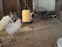 Chickens — foto 4