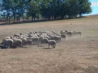 میش, White Suffolk sheep — عکس 3