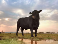 Toro, Aberdeen Angus — foto 1