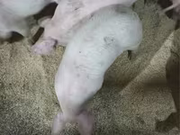 Schweine (Partie, Geschlecht nicht angegeben), Крупная белая — Foto 4