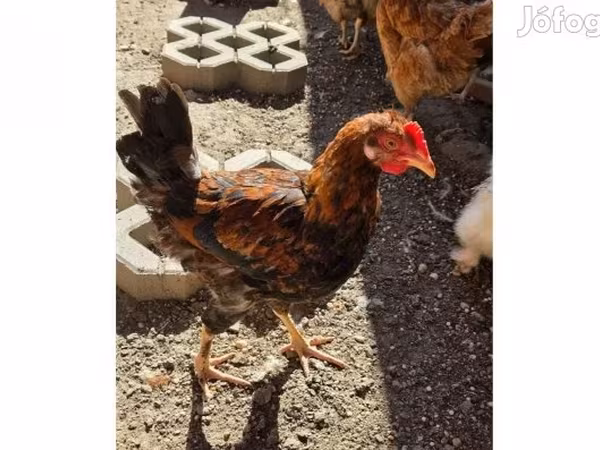 Chickens