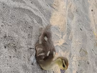Ducks — عکس 2