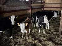 ላም, Simmental cattle — ፎቶ 2