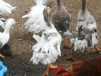 Geese — zdjęcie 3