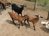 Bode, Cabras — foto 2