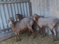 Ovce, Arashan sheep — foto 1