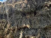 Lucernă buna — புகைப்படம் 3