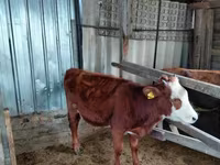 Toro, Vaca kazaja de cabeza blanca — foto 2