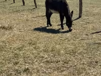 ม้าตัวผู้, Kerry Bog Pony — รูปภาพ 3