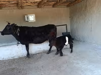Կով, Խոշոր եղջերավոր — լուսանկար 1