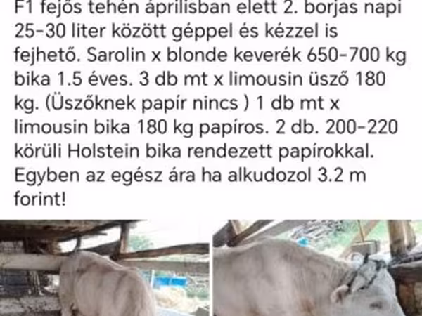Goveda (partija, pol nije naveden), Говеда