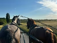 مادیان, Dutch warmblood horse — عکس 1