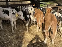 گاو نر, Simmental cattle — عکس 1