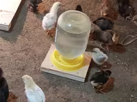 Chickens — foto 5