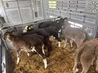 ላም, Aberdeen-Angus — ፎቶ 4