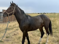 Cavalo, Orlov Trotter — foto 5