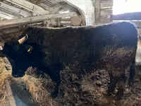 Bull, Simmental cattle — photo 8